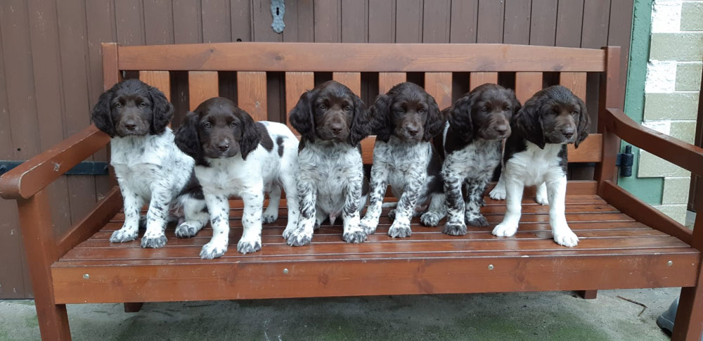 Welpen - Verband für Kleine Münsterländer Landesgruppe Südbayern e.V