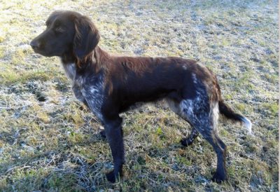 Abbie vom Steinriege - Verband für Kleine Münsterländer Landesgruppe Südbayern e.V