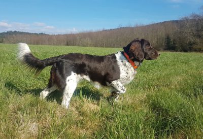 Anna von der Rabenmühle - Verband für Kleine Münsterländer Landesgruppe Südbayern e.V