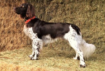 Aragon vom Schaunberger Burgfrieden - Verband für Kleine Münsterländer Landesgruppe Südbayern e.V