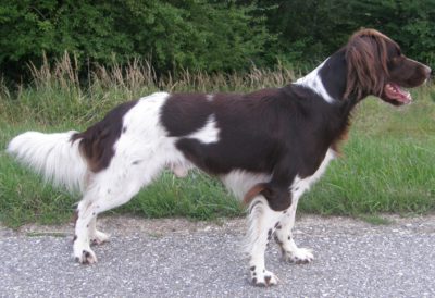 Aragon vom Silbersee - Verband für Kleine Münsterländer Landesgruppe Südbayern e.V