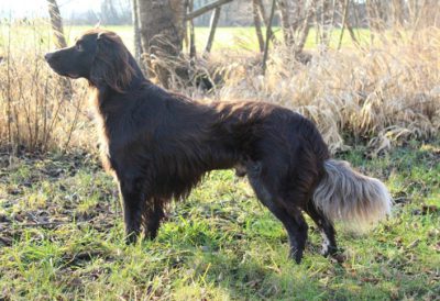 Arec vom Schaunberger Burgfrieden - Verband für Kleine Münsterländer Landesgruppe Südbayern e.V