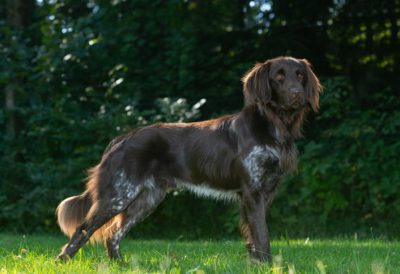 Arthur von der Wolferdinger-Au - Verband für Kleine Münsterländer Landesgruppe Südbayern e.V