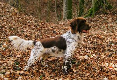 Asco II von der Innleit´n - Verband für Kleine Münsterländer Landesgruppe Südbayern e.V