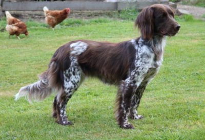 Aska von der Berghamerleit´n - Verband für Kleine Münsterländer Landesgruppe Südbayern e.V