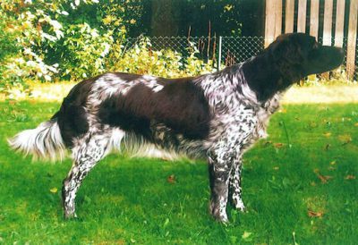 Aska von der Edwies - Verband für Kleine Münsterländer Landesgruppe Südbayern e.V