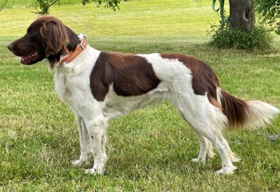 Aura von der Haager Grafschaft - Verband für Kleine Münsterländer Landesgruppe Südbayern e.V