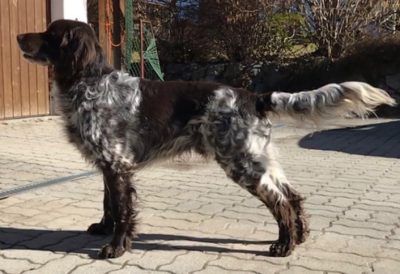 Bandit vom Bahnwörthel - Verband für Kleine Münsterländer Landesgruppe Südbayern e.V