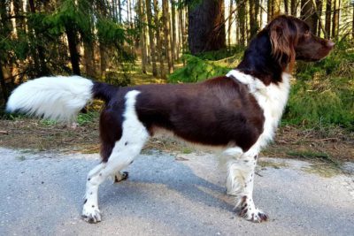 Bax v. Schaunberger Burgfrieden_Rüde braun-weiß