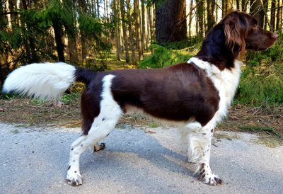 Bax vom Schaunberger Burgfrieden - Verband für Kleine Münsterländer Landesgruppe Südbayern e.V