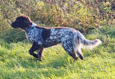 Bellatrix von den Alzauen - Verband für Kleine Münsterländer Landesgruppe Südbayern e.V