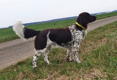 Benja vom Rieskrater - Verband für Kleine Münsterländer Landesgruppe Südbayern e.V