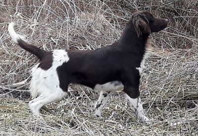 Bessy vom Grünen Gold - Verband für Kleine Münsterländer Landesgruppe Südbayern e.V