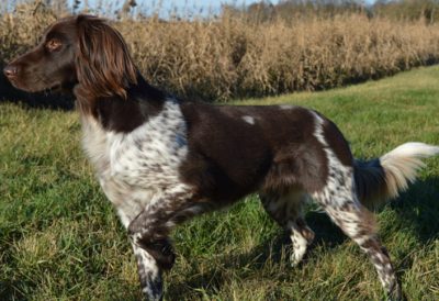 Betty vom Jenbachtal - Verband für Kleine Münsterländer Landesgruppe Südbayern e.V