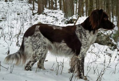 Bianka vom Rotterforst - Verband für Kleine Münsterländer Landesgruppe Südbayern e.V