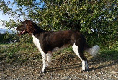 Binti vom Schaunberger Burgfrieden - Verband für Kleine Münsterländer Landesgruppe Südbayern e.V