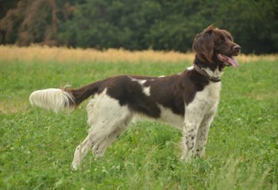 Branca von Bayern - Verband für Kleine Münsterländer Landesgruppe Südbayern e.V