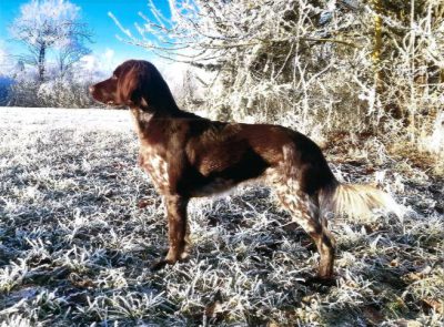 Briana vom Baringerland (1)