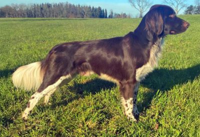 Caesar vom Schaunberger Burgfrieden - Verband für Kleine Münsterländer Landesgruppe Südbayern e.V