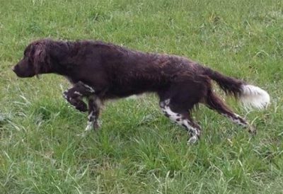 Cassy vom Sandkrippenfeld - Verband für Kleine Münsterländer Landesgruppe Südbayern e.V