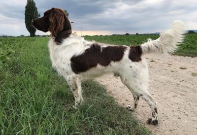 Chacco von der Alten Schule - Verband für Kleine Münsterländer Landesgruppe Südbayern e.V