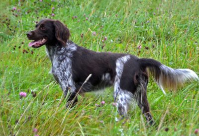 Charlotte II vom Fuchseck - Verband für Kleine Münsterländer Landesgruppe Südbayern e.V