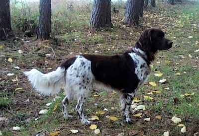 Charly von der Wallmühle - Verband für Kleine Münsterländer Landesgruppe Südbayern e.V