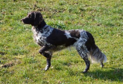 Cheona vom Silbersee - Verband für Kleine Münsterländer Landesgruppe Südbayern e.V