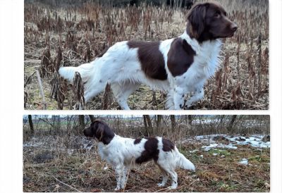Cibri von Siebenbürgen - Verband für Kleine Münsterländer Landesgruppe Südbayern e.V