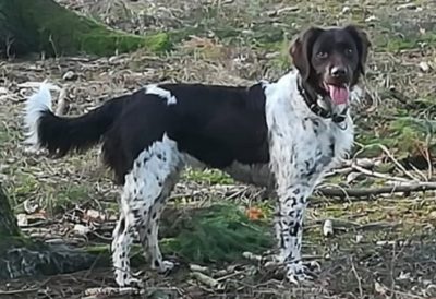 Dea von der Wallmühle - Verband für Kleine Münsterländer Landesgruppe Südbayern e.V