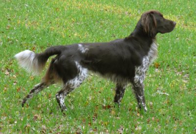 Desko von der Grünbacher Sonnleit'n - Verband für Kleine Münsterländer Landesgruppe Südbayern e.V
