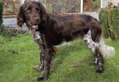 Distel vom Rotterforst - Verband für Kleine Münsterländer Landesgruppe Südbayern e.V