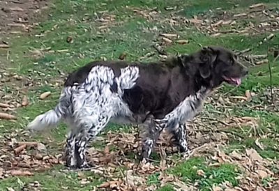 Dolli von der Grünbacher Sonnleit´n - Verband für Kleine Münsterländer Landesgruppe Südbayern e.V