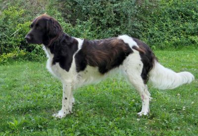 Ehawee vom Silbersee - Verband für Kleine Münsterländer Landesgruppe Südbayern e.V