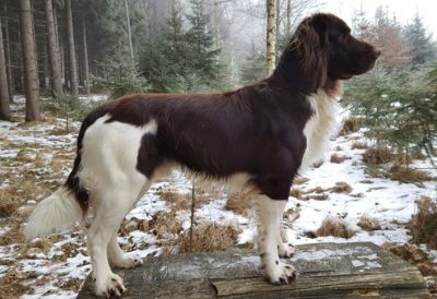 Eiko von der Grünbacher Sonnleit´n - Verband für Kleine Münsterländer Landesgruppe Südbayern e.V