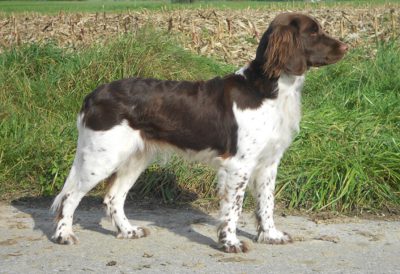 Emmi von der Edwies - Verband für Kleine Münsterländer Landesgruppe Südbayern e.V