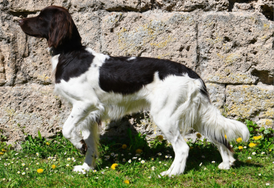 Fina vom Schaunberger Burgfrieden