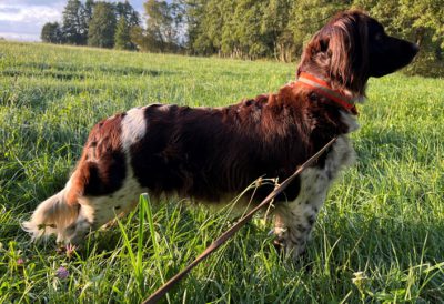 Finja von der Wallmühle - Verband für Kleine Münsterländer Landesgruppe Südbayern e.V