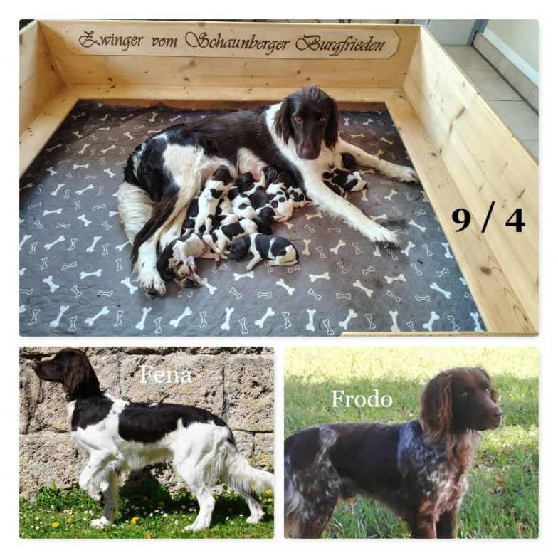 G-Wurf Schaunberger Burgfireden_2026_2