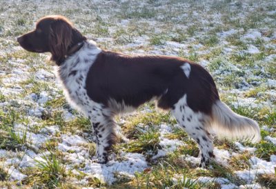 Gandalf von der Tittmoninger Burg - Verband für Kleine Münsterländer Landesgruppe Südbayern e.V