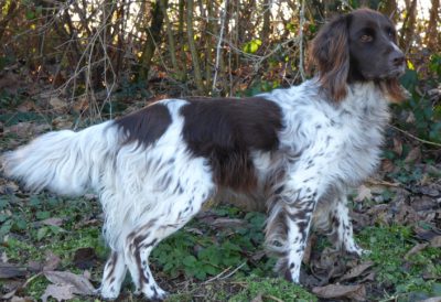 Gera von der Grünbacher Sonnleit'n - Verband für Kleine Münsterländer Landesgruppe Südbayern e.V