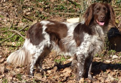 Gero von der Grünbacher Sonnleitn - Verband für Kleine Münsterländer Landesgruppe Südbayern e.V
