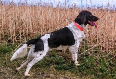 Gerri vom Wildbach - Verband für Kleine Münsterländer Landesgruppe Südbayern e.V