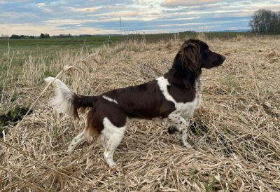 Gräfin von der Tittmoninger Burg - Verband für Kleine Münsterländer Landesgruppe Südbayern e.V