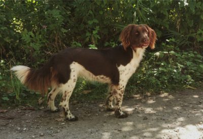 Gunda von der Grünbacher Sonnleitn - Verband für Kleine Münsterländer Landesgruppe Südbayern e.V