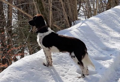 Gusti von der Eisenburg - Verband für Kleine Münsterländer Landesgruppe Südbayern e.V
