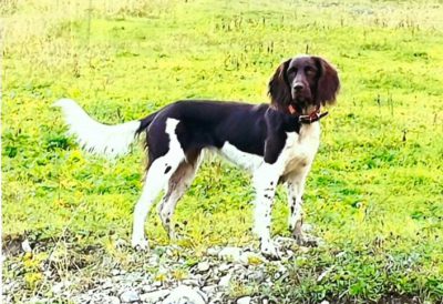 Gwenja vom Weilerbachtal - Verband für Kleine Münsterländer Landesgruppe Südbayern e.V