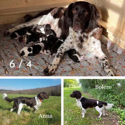 B-Wurf von der Trosterau_anna-x-bolero-2025