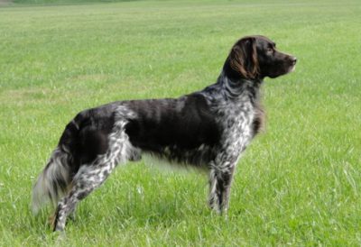 Lord von Ottenstein- Verband für Kleine Münsterländer Landesgruppe Südbayern e.V