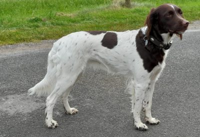 Nayla vom Hexenwinkel - Verband für Kleine Münsterländer Landesgruppe Südbayern e.V